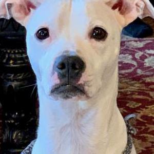 Lost Dog Henny