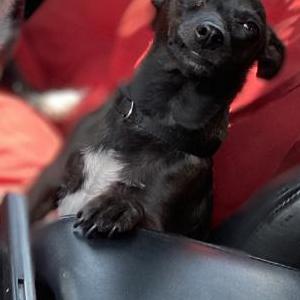 Lost Dog Little boy