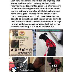 Lost Dog Adrian