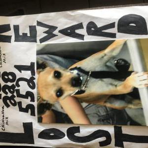 Lost Dog Packman