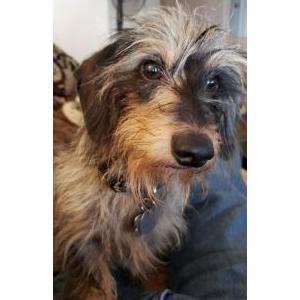 Lost Dog Rowdy