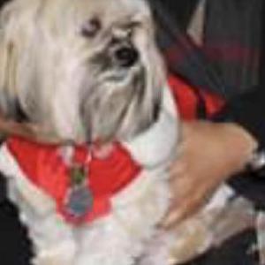 Lost Dog Barlo
