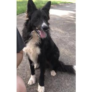 Lost Dog Delta