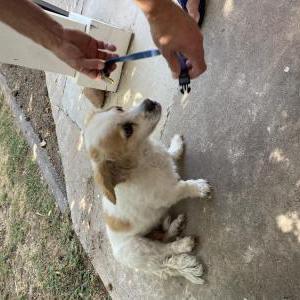 Found Dog Unknown