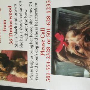 Lost Dog Tater