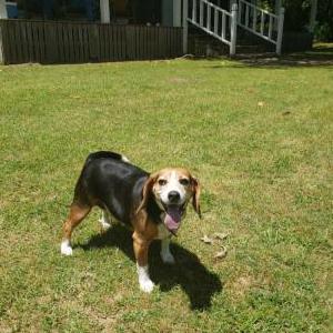 Lost Dog Stu