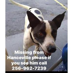Lost Dog Zip