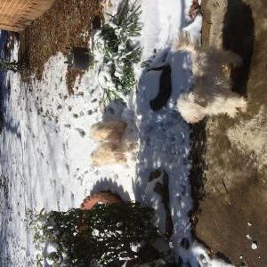 Lost Dog Fuzzbutt