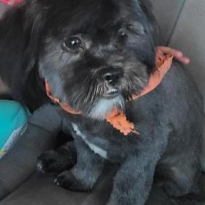 Lost Dog STORMY