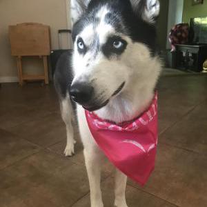 Lost Dog NALA