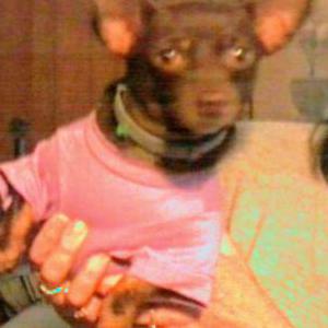 Lost Dog Lulu