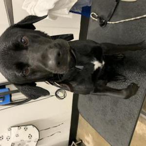 Lost Dog Aj