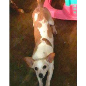 Lost Dog TUCKER