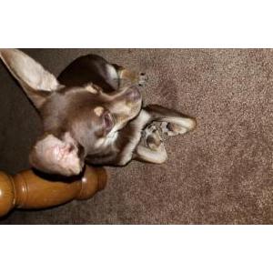 Lost Dog Skeeter