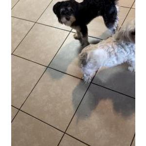 Lost Dog Luna
