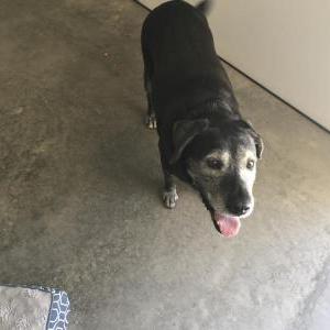 Lost Dog Baby