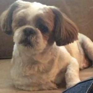 Lost Dog Skippy