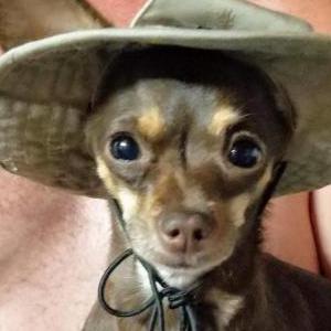 Lost Dog Skeeter