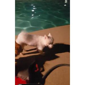 Lost Dog Coco