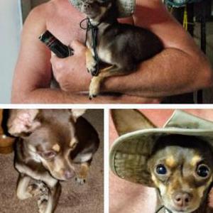 Lost Dog Skeeter