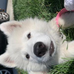 Lost Dog Molly