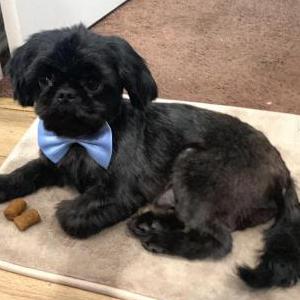 Lost Dog Toto