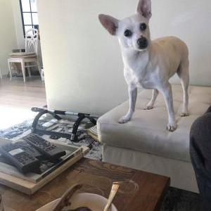 2nd Image of Buddy, Lost Dog