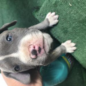 Lost Dog Thor