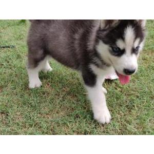 Found Dog Unknown