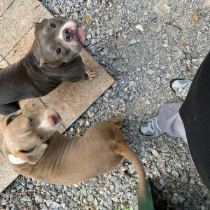 Lost Dog Buzuka