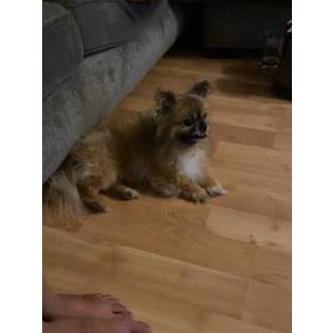 Found Dog Unknown
