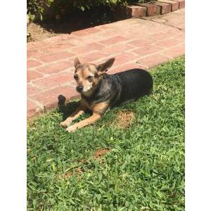 Lost Dog Bella