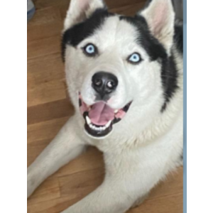Lost Dog Dart