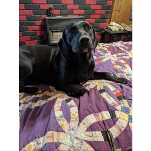 Lost Dog LUNA