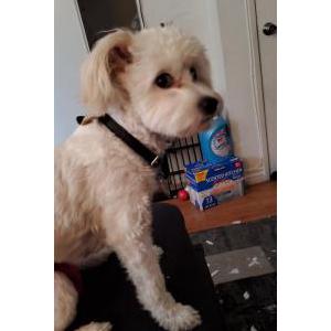 2nd Image of Snowball, Lost Dog