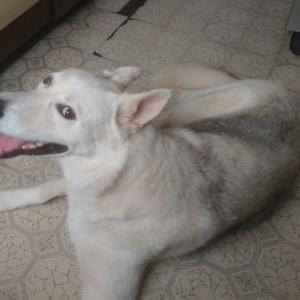 Found Dog Unknown
