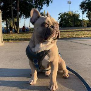 Lost Dog Laker