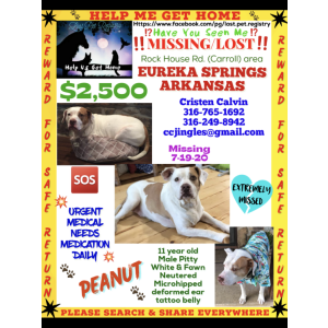 Lost Dog Penut
