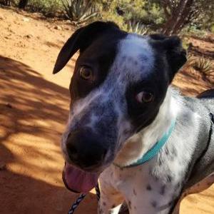 Lost Dog Jimmy