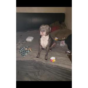 Lost Dog MARSHMALLOW