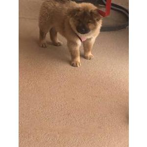 Lost Dog Sasha