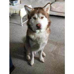 Lost Dog Max