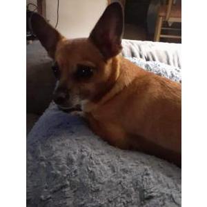 Lost Dog Harley
