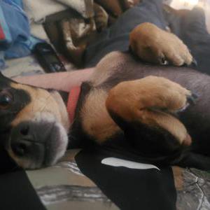Lost Dog Emmy (no tag)