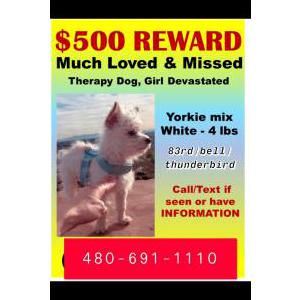 Lost Dog O