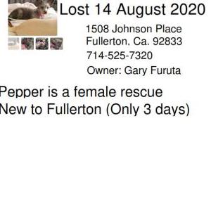 Lost Dog Pepper