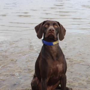 Lost Dog Ellie