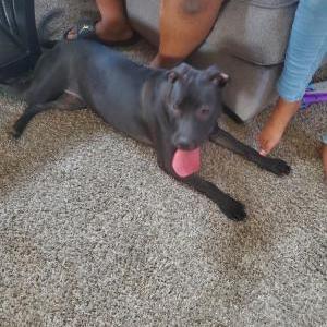 Found Dog Unknown