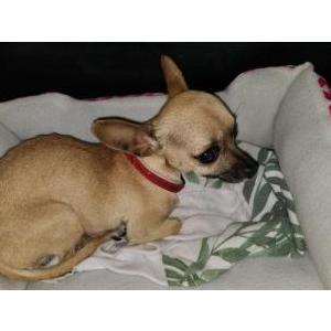 Found Dog Unknown