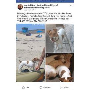 Lost Dog Riot